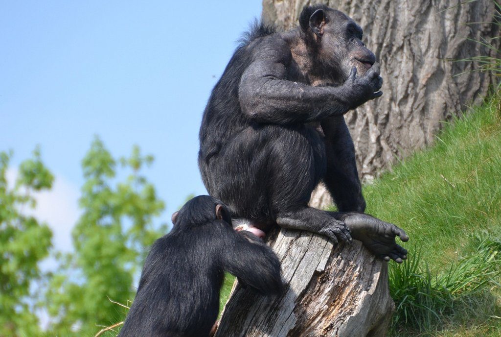 Für soziale Tiere wie Affen und Menschen ist die Erkennung von Artgenossen überlebenswichtig. Foto: 1447441 / pixabay (CC0 Public Domain)