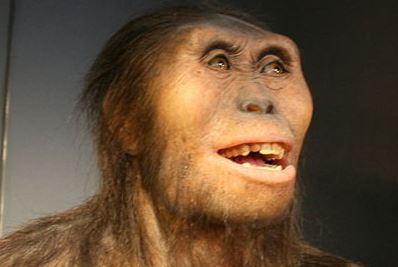 So könnte "Lucy" ausgesehen haben: Rekonstruktion von Australopithecus afarensis, so der wissenschaftliche Name. Foto: Nachosan / flickr (CC BY-SA 3.0) 