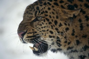 Der Leopard konnte sich 2013 gut weiterentwickeln. (Foto: WWF)
