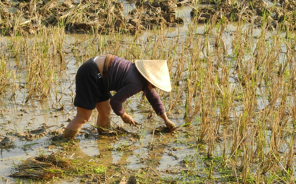 Der traditionelle Reisanbau Mit viel Wasser und Schlamm unter freiem Himmel. Foto Franzfoto