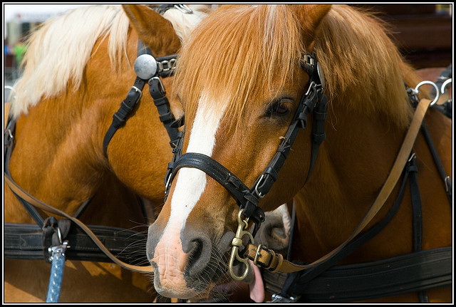 Der Umgang mit Pferden ist hier versetzungsrelevant. (Foto: az1172/Flickr CC BY-SA 2.0)