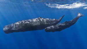 450px-Mother_and_baby_sperm_whale