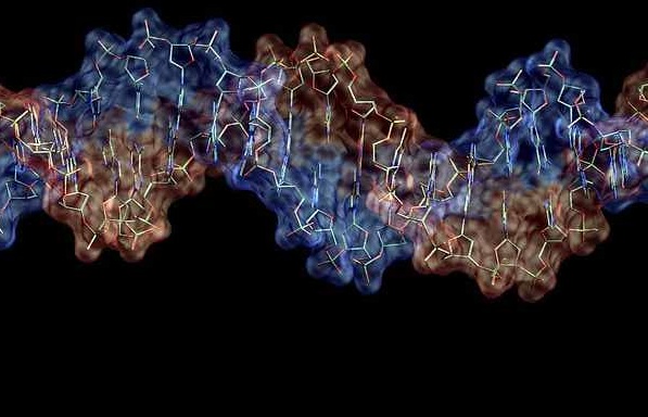 Der Erbgutstrang jeder Zelle unseres Körpers ist extrem dünn, aber in der Regel etwa zwei Meter lang. (desoxyribonucleic acid, DNS Desoxyribonukleinsäure, hier in einer Computerdarstellung zu sehen. Foto: ynse / Wikimedia Commons