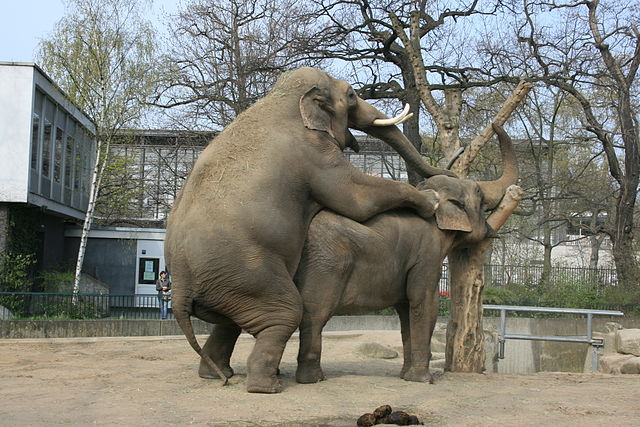 Sex bringt die größte genetische Vielfalt hervor - auch beim Elefanten. Hier zwei Exemplare im Berliner Zoo in flagranti. (Foto: UrLinkwill/Wikimedia CC BY-SA 3.0 DE)
