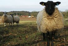 Das Landleben hat durchaus seine Reize. Foto: Amanda Slater / flickr (CC BY-SA 2.0)