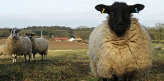 Das Landleben hat durchaus seine Reize. Foto: Amanda Slater / flickr (CC BY-SA 2.0)