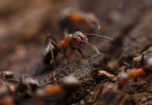 Forscher: Sklavenhaltung liegt in den Genen (zumindest bei Ameisen) Unter Ameisen gibt es mehr Überlebensstrategien, als gemeinhin angenommen. Foto: Stocksnap / picabay (CC0)