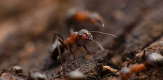 Unter Ameisen gibt es mehr Überlebensstrategien, als gemeinhin angenommen. Foto: Stocksnap / picabay (CC0)