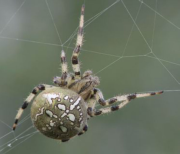Die Vierfleckkreuzspinne ist eine europäische sehr häufig vorkommende Spinnenart, vor der manche Menschen Angst haben. (Foto. Matthias Zimmermann/Wikimedia CC BY-SA 3.0)
