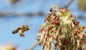 Gerade bei Städtern erfreuen sich Bienen derzeit größter Beliebtheit. Foto: blumenbiene / flickr (CC BY 2.0)