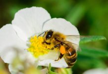 Bienchen und Blümchen-Aufklärung mag unumstritten sein, wird aber der heutigen Realität wohl kaum gerecht, Foto: Pierre Guezingar / flickr (CC BY-SA 2.0)