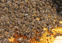 Bienen auf einer Wabe