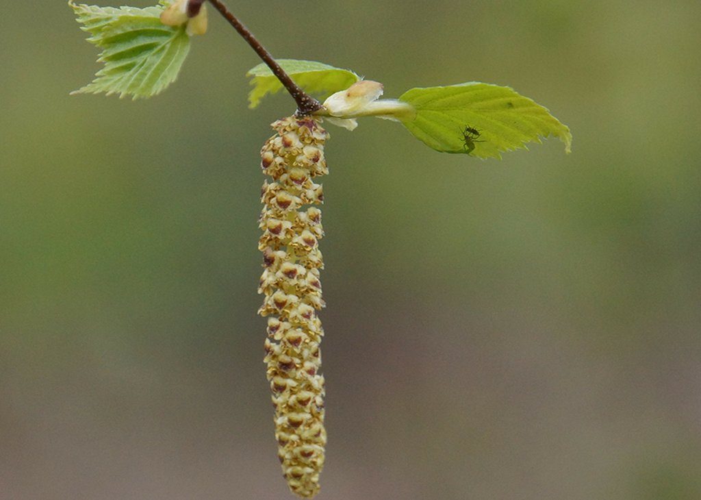 Nicht nur die Hauptblüte der Birke fällt in der Regel auf die Zeit der Abiturklausuren. Foto: Hietaparta / pixabay (CC0)
