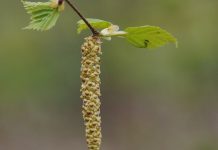 Nicht nur die Hauptblüte der Birke fällt in der Regel auf die Zeit der Abiturklausuren. Foto: Hietaparta / pixabay (CC0)