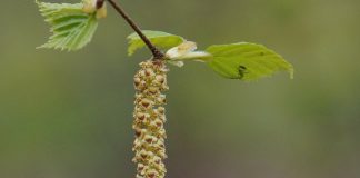 Nicht nur die Hauptblüte der Birke fällt in der Regel auf die Zeit der Abiturklausuren. Foto: Hietaparta / pixabay (CC0)