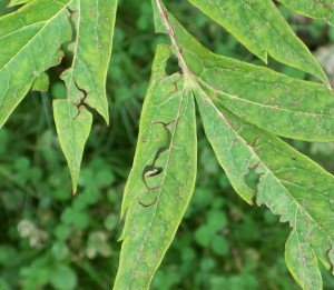 Von Schädlingen angefressenes Blatt