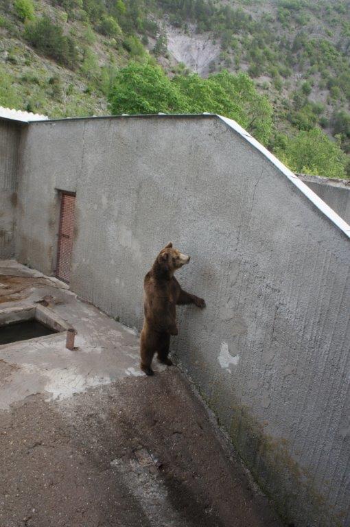 Im Kormisosh-Auswilderungs-gehege in Bulgarien werden auch heute noch Bären gehalten. © Aleksandar Dutsov, Balkani Wildlife Society.