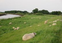 Grundschüler in Schleswig-Holstein erhalten die wenigsten Unterrichtsstunden