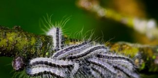 Duisburger Schule wegen Eichenprozessionsspinner geschlossen