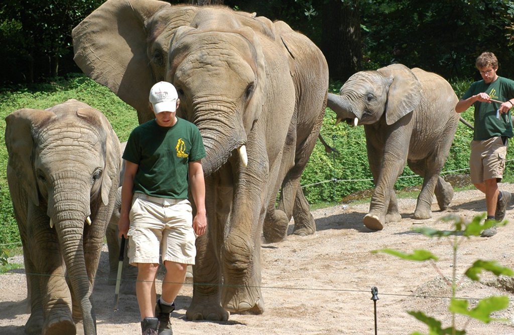 Elefanten im Zoo (hier in Wuppertal) – Die Tierrechtsorganisation Peta erhebt schwere Vorwürfe gegen den Zoo Hannover .Foto: Axel Schwenke/flickr(CC BY-SA 2.0)