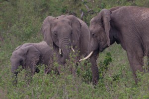 Elefanten unterhalten sich per Luftstrom; Foto: AnSchieber/flickr (CC BY 2.0)