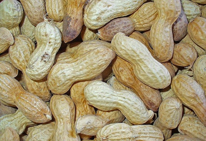 Können allergische Schocks auslösen: Erdnüsse. Foto: H. Zell / Wikimedia Commons (CC BY-SA 3.0)