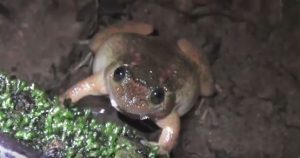 Klein, aber oho: der Bombay Nightfrog. Screenshot aus einem Video von frogindiadotorg (Link unten). 