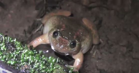 Klein, aber oho: der Bombay Nightfrog. Screenshot aus einem Video von frogindiadotorg (Link unten).