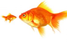 „Gleichwertigkeit von beruflicher und akademischer Bildung ist ein Märchen“: Warum der Ansturm aufs Gymnasium gute Gründe hat