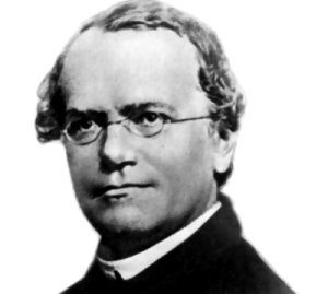 Mit Erbsen zum Vater der Genetik – 150 Jahre Mendelsche Regeln Augustinerpater und Naturforscher, heute oft als „Vater der Genetik“ bezeichnet: Johann Gregor Mendel. Unbekannt – NIH / Wikimedia Commons