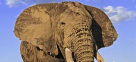 Elefanten sind immer noch beliebt unter Wilderern.