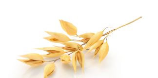 Bundesrat: Haferdrinks sollen als Pausen-Snack ins EU-Schulprogramm