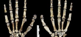 Die Hände des Homo naledi. Foto: Lee Roger Berger research team / Wikimedia Commons (CC BY 4.0)