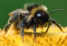 Fleißiges Bienchen: Die Hummel. Foto: lppicture / pixabay (CC0)
