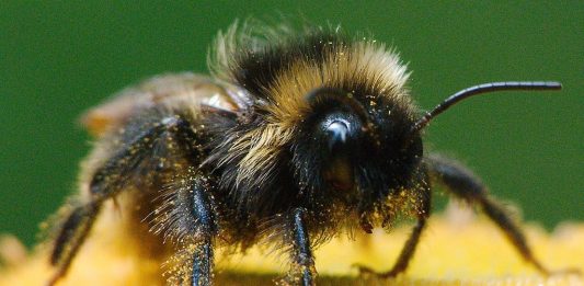 Fleißiges Bienchen: Die Hummel. Foto: lppicture / pixabay (CC0)