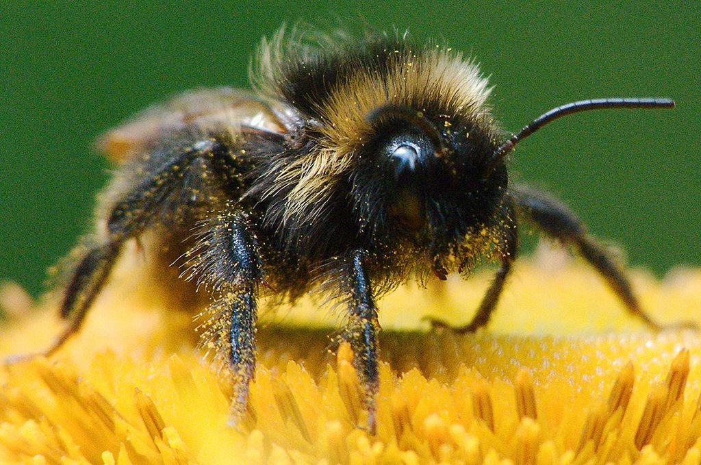 Fleißiges Bienchen: Die Hummel. Foto: lppicture / pixabay (CC0)