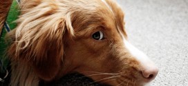 Ein Lesehund hört sich geduldig alles an. Foto: Christopher Woo /flickr (CC BY 2.0)