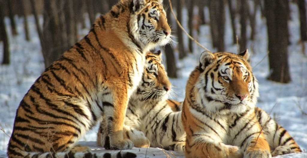 Von dem Amurtiger (Panthera tigris altaica) leben nur noch rund 500 Exemplare. (Foto: WWF)
