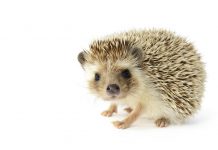 Jugendliche treten auf Schulhof Igeljunges tot – Schulleitung zeigt sie an