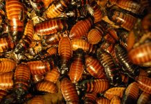 Grundschule in Hessen wegen Kakerlakenbefalls geschlossen