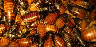 Grundschule in Hessen wegen Kakerlakenbefalls geschlossen