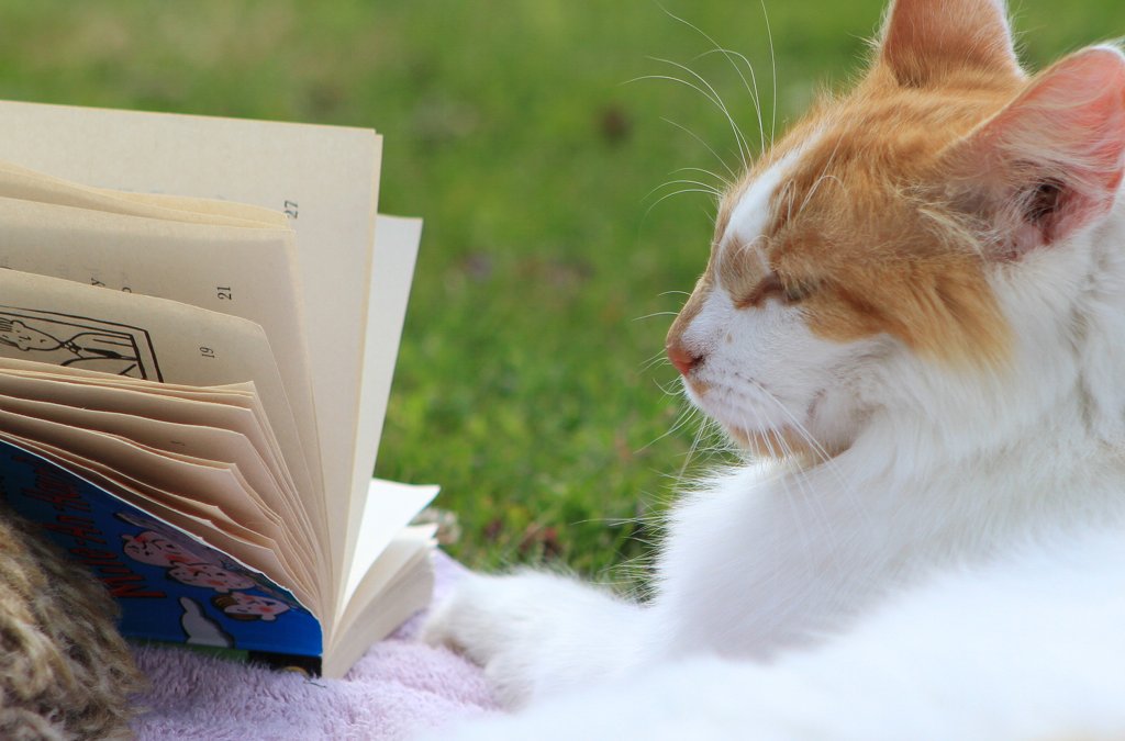 Vorlesen soll Katzen beruhigen und zugleich die Lesekompetenz der vorlesenden Schüler verbessern. Foto: Josh Antonio / flickr (CC BY-SA 2.0)