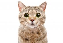 Wenn leseschwache Schüler Katzen vorlesen, haben beide Seiten etwas davon