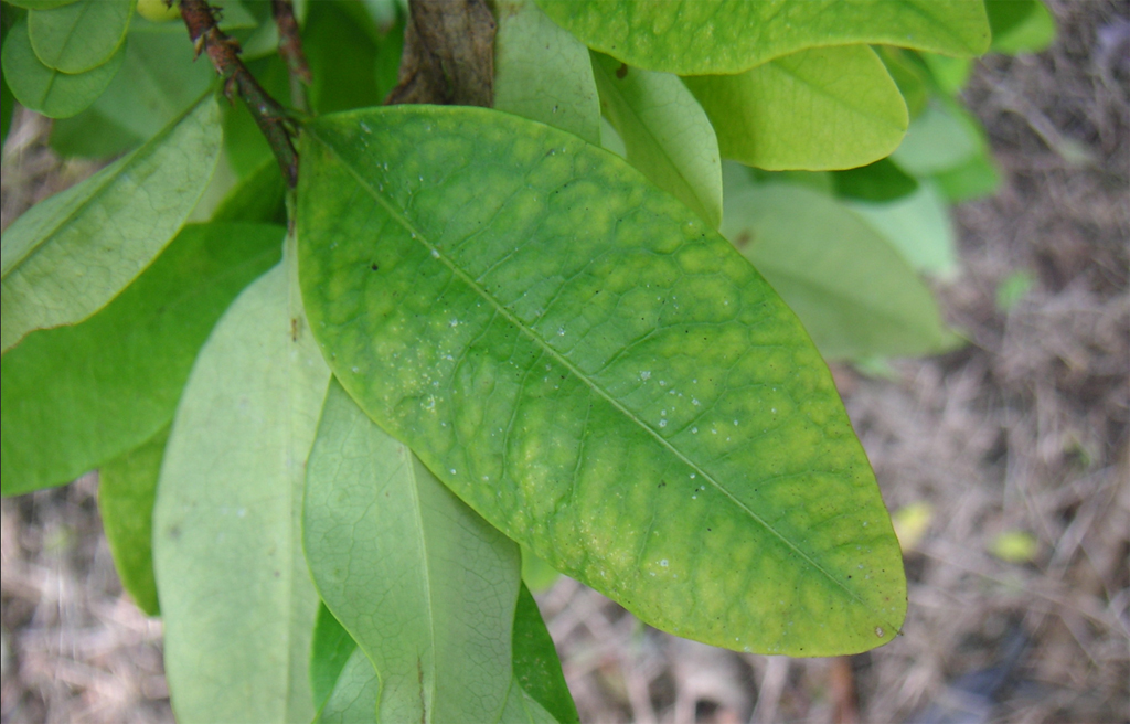 Die Blätter des Kokastrauchs sind in Südamerika ein verbreitetes Rauschmittel. Foto: Colcoca02 / Wikimedia Commons (CC BY-SA 3.0)
