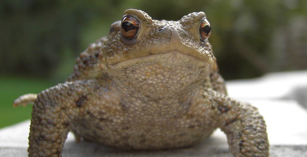 Kroete1 News4teachers