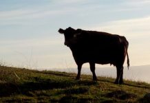 Schulkakao: Foodwatch sieht darin “lobbyverseuchtes Absatzförderprogramm”