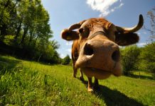 Kampf dem Kakao an Schulen: Etappensieg für Foodwatch gegen die Milchbauern Warum bloß wird in Schulen gezuckerte Milch verteilt? Foto: Michael Ottersbach / pixelio.de
