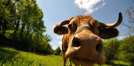 Warum bloß wird in Schulen gezuckerte Milch verteilt? Foto: Michael Ottersbach / pixelio.de