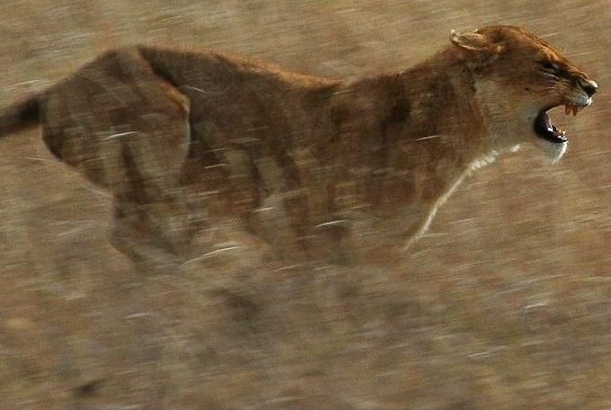 Wie sich die Lage beruhigen lässt: Lehrerinnen berichten von ihrem alltäglichen Kampf mit “Löwenmüttern” (Teil 2) Eine mögliche Deeskalationsstrategie: „Kritik darf nicht wie ein Vorwurf klingen". Foto: norro / Wikimedia Commons (CC BY-SA 2.5)