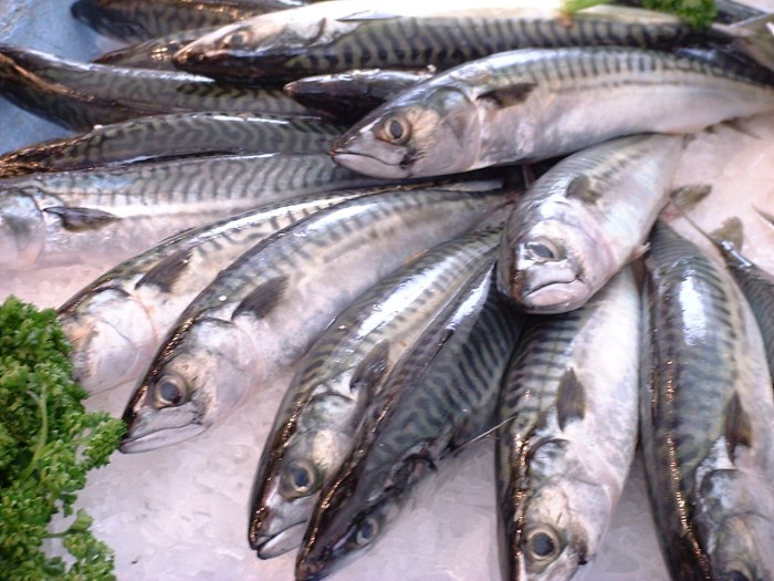 Die Makrele gehört, laut Greenpeace, zu den bedrohten Fischarten. (Foto: Jastrow/Wikimedia public domain)